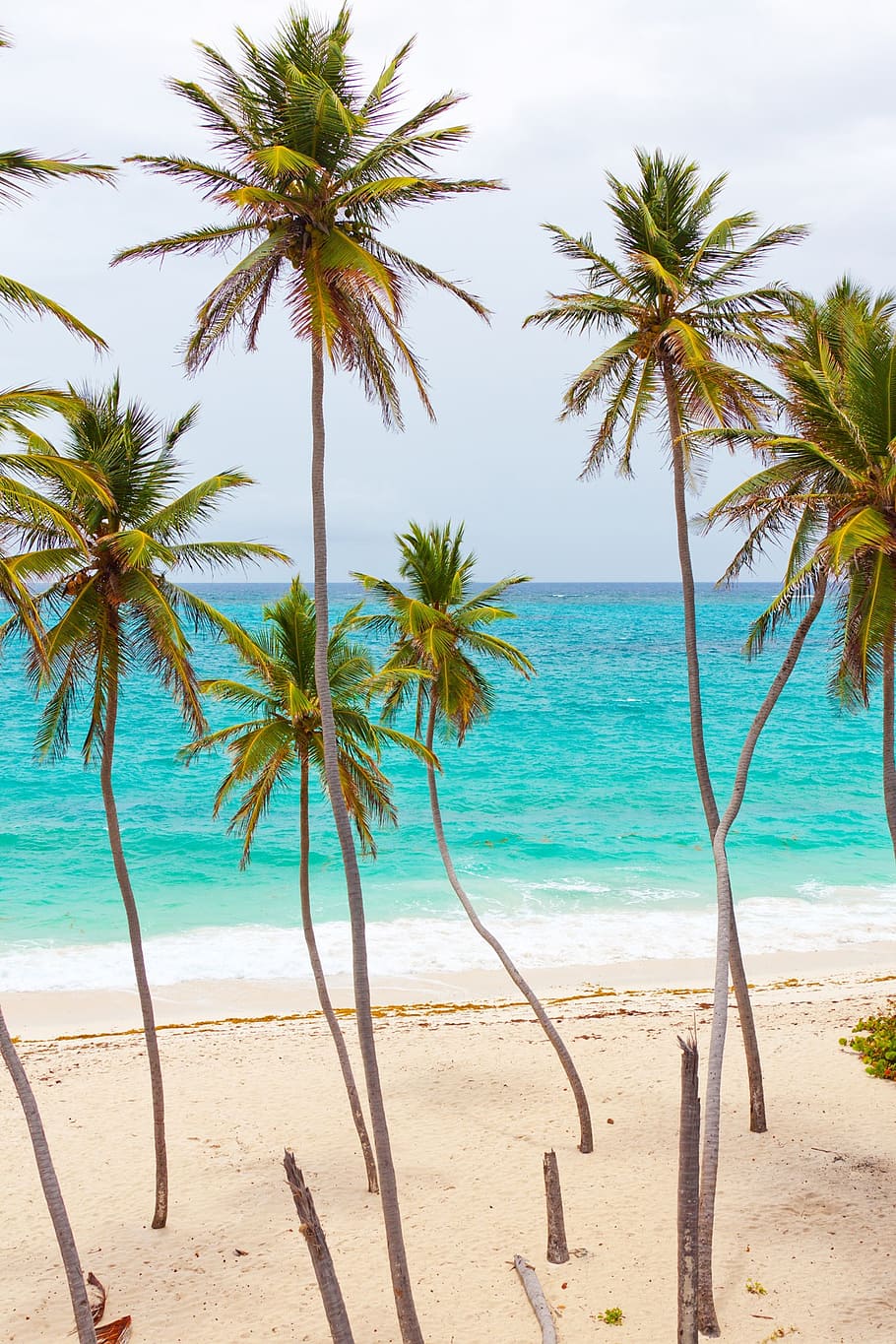 beach, beautiful, blue, coast, landscape, ocean, palm, palm trees, paradise, relax