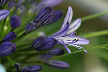 Fotos Agapanthus libres de regalías | Pxfuel