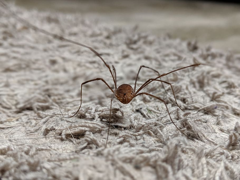 daddy long legs, bug, insect, spider, scorpion, crawl, hunter, nature, wildlife, insects