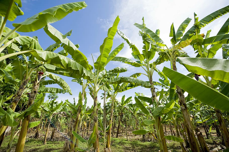 green, banana tree, daytime, banana plantation, africa, agriculture, nature, farm, plant, leaf