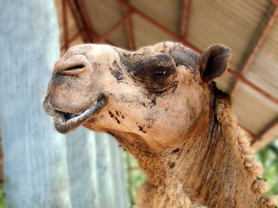 Dromedary, Arabian, dromedar, camelus dromedarius, mozolenogoe animal, animal, head, krupnyj plan, home, lips