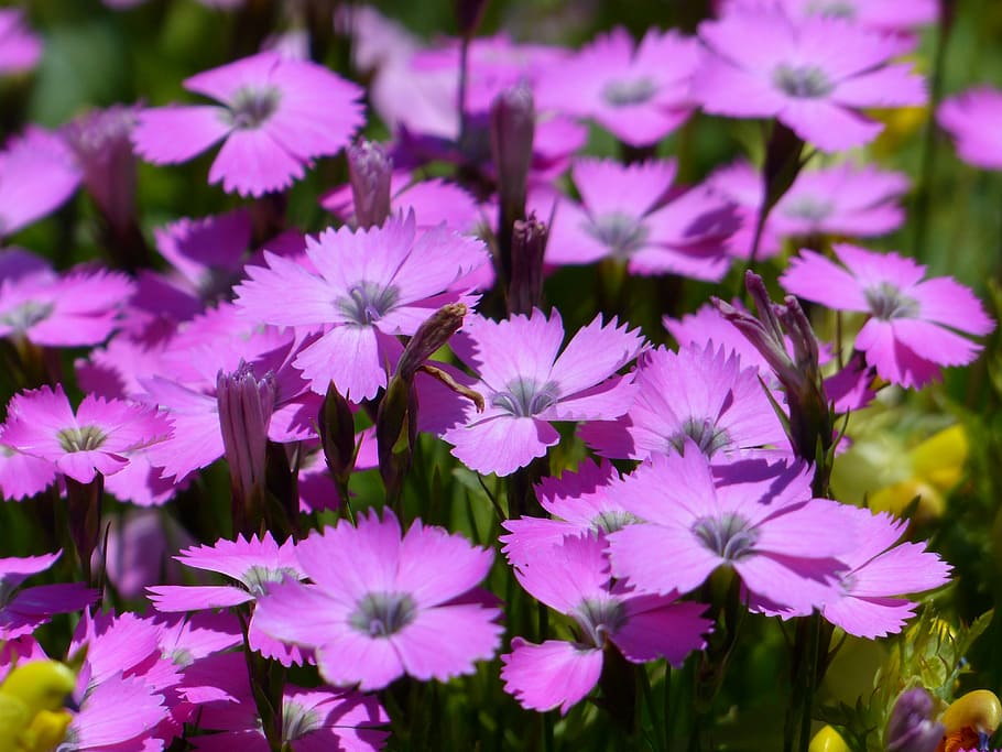 Merak, Anyelir, Bunga, anyelir merak, mekar, merah muda, ungu, tanaman alpine, bunga alpine, dianthus pavonius