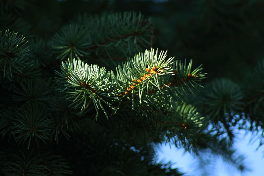 nature, fir, green, branch, tree, tannenzweig, conifer, forest, periwinkle, pine needles