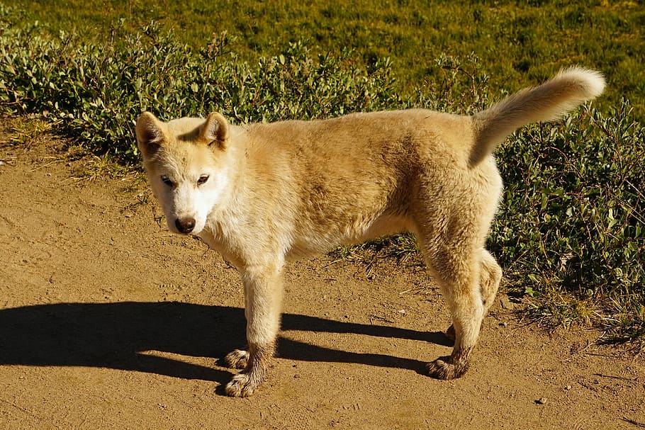 perro, perro joven, cachorro, husky de Groenlandia, perro de trineo, animal, temas de animales, mamífero, un animal, mascotas
