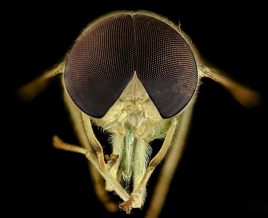 fotografía macro, marrón, mosca, tábano, ojos, macro, insecto, de cerca, fauna, naturaleza