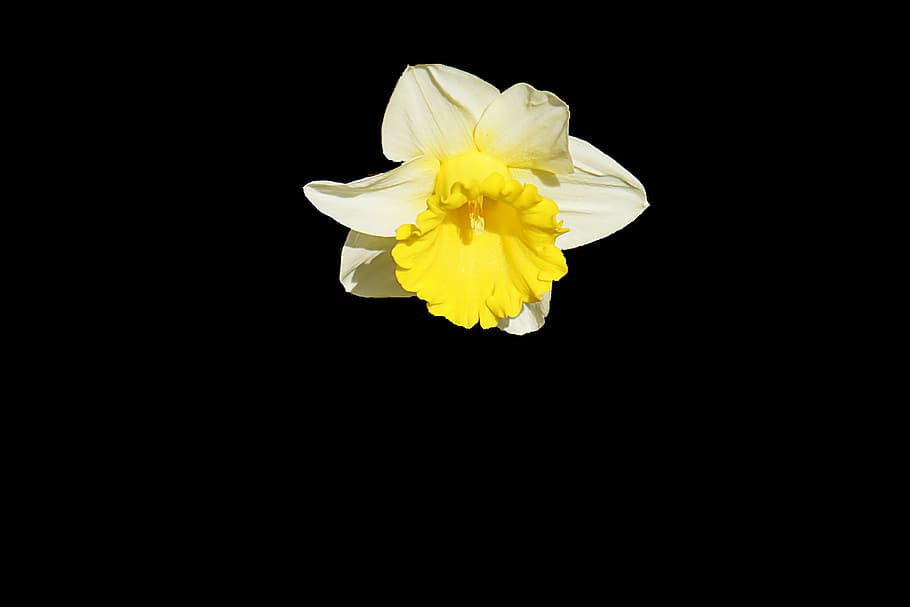 falling white flower, white, yellow, flower, dark, plant, petal, black background, studio shot, freshness