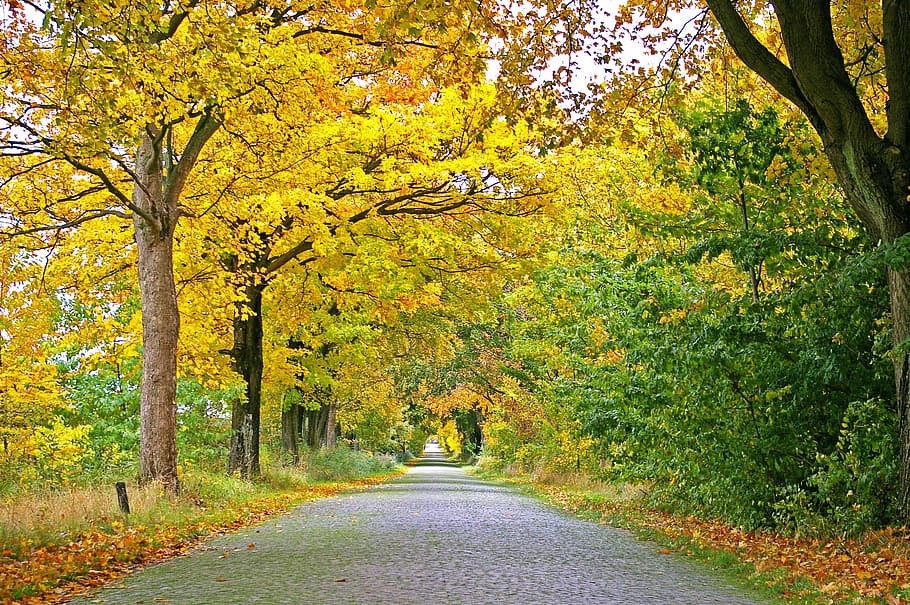 jalan melalui hutan, musim gugur, jalan, pohon, jauh, pohon berjajar jalan, daun, aspal, alam, lanskap