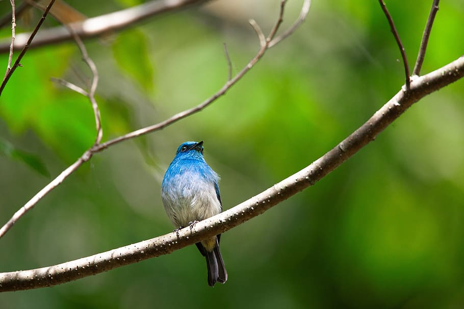 little bird, tropical, blue bird, java island, indonesia, vertebrate, animal themes, bird, animals in the wild, animal