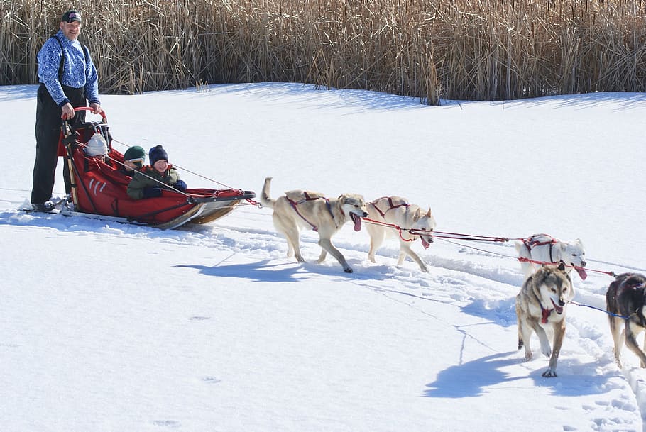 Ecotourism, Dogsled, Dog, Sled, Snow, dog, sled, husky, winter, outdoor, alaskan