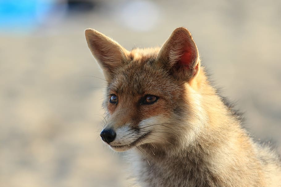 brown fox photography, fox, animal, tuscany, red Fox, mammal, wildlife, nature, carnivore, animals In The Wild