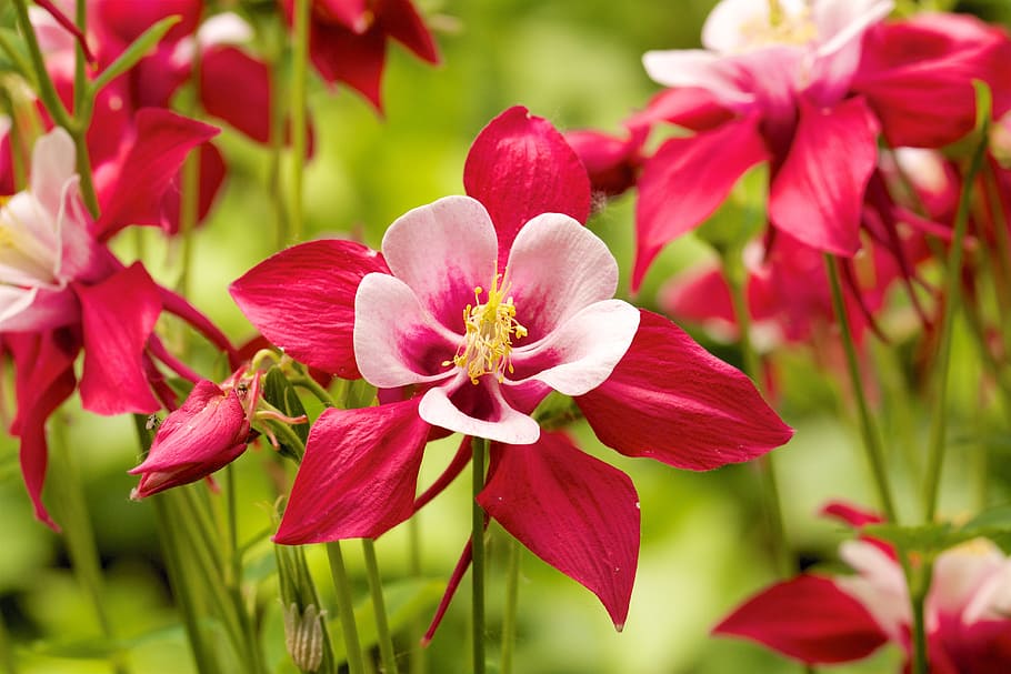 flores rosadas y rojas, aguileña, rojo, jardín, planta, floración, naturaleza, flora, Flor, planta floreciente