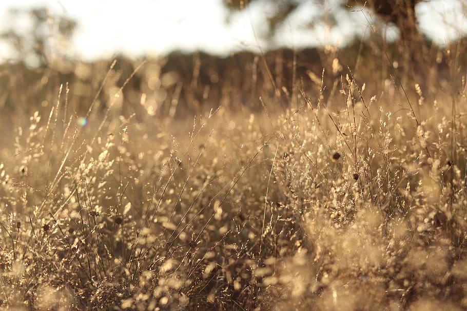 brown, grass, taken, golden, hour, selective focus, photography, field, prado, prairie