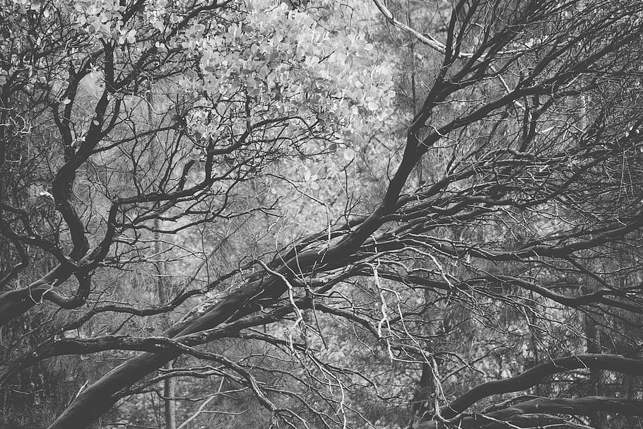 grayscale photo, trees, grayscale, bare, tree, branches, woods, black and white, bare tree, winter