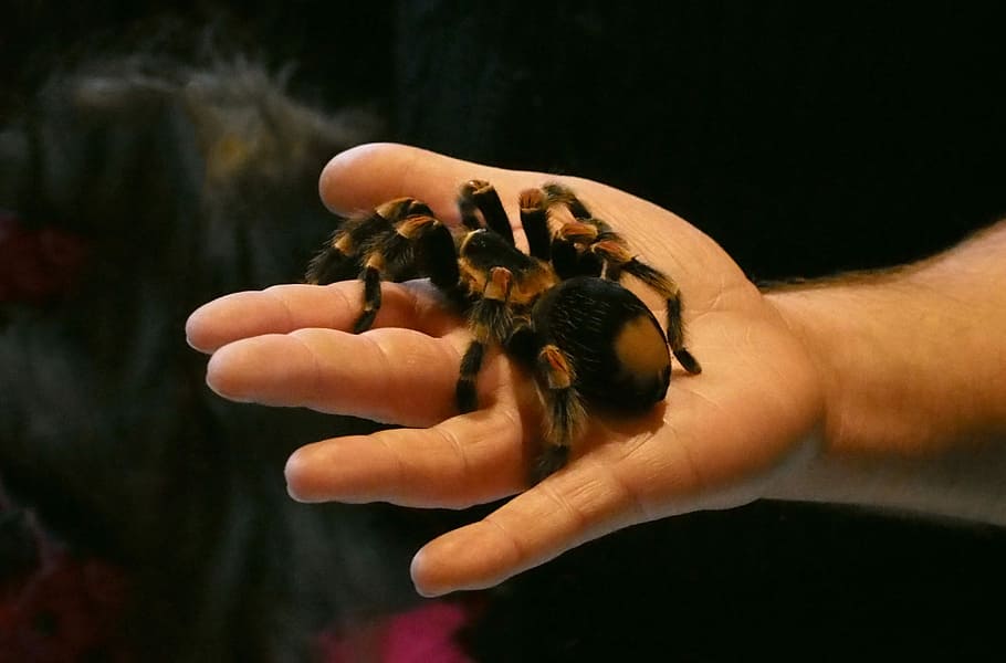 Laba-laba, Tarantula, Arachnophobia, mengatasi rasa takut, satu hewan, tangan manusia, tema hewan, bagian tubuh manusia, kepiting pertapa, memegang