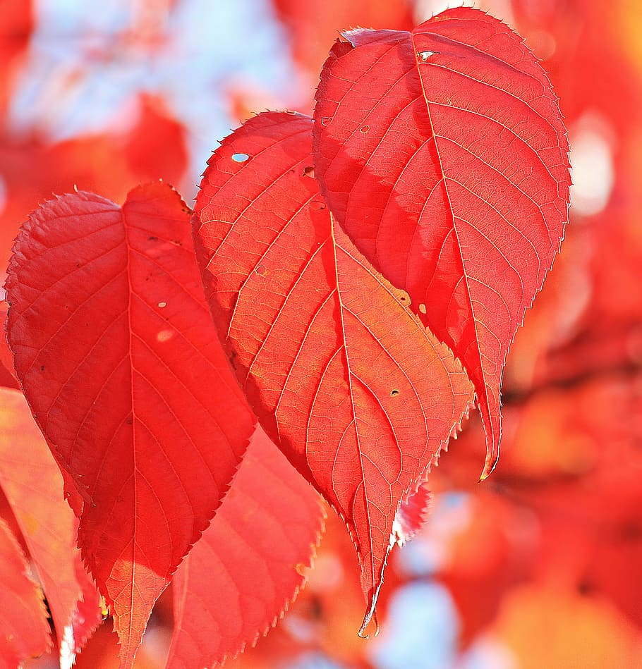rojo, hojas, cerca, fotografía, otoño, hojas de otoño, hojas verdaderas, color de otoño, hojas rojas, naturaleza
