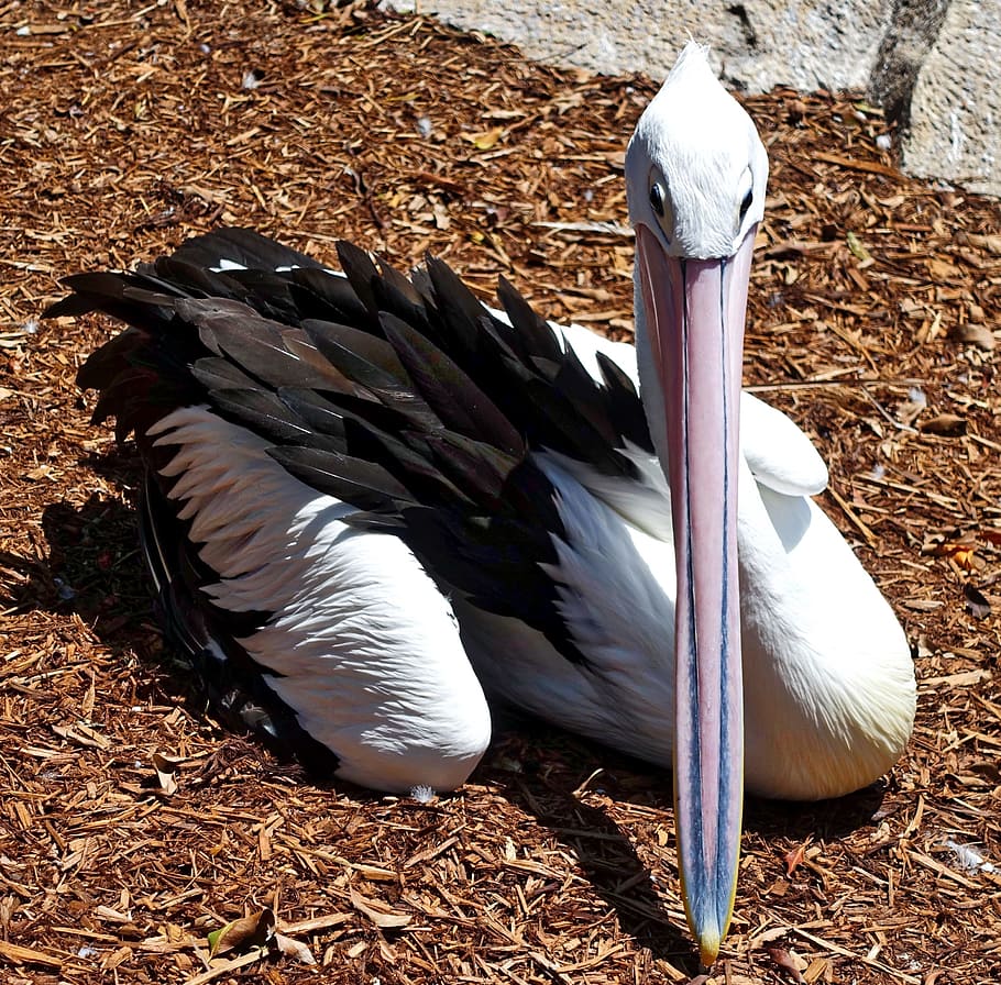 pelican, waterbird, pelecanus, white, bill, beak, pelecanidae, aquatic, animal, bird