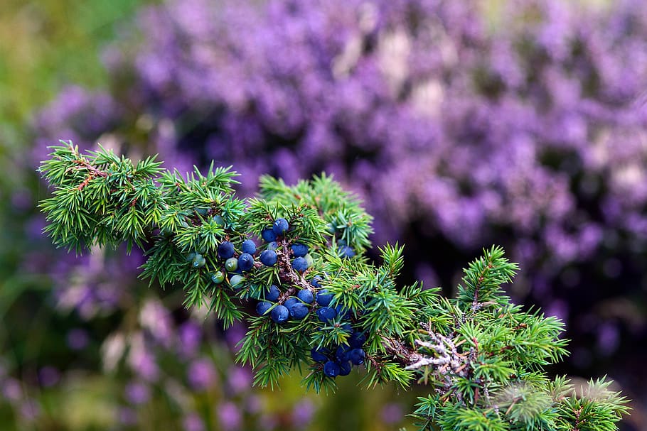 planta, jardim, verde, azul, violeta, roxo, flor, crescimento, planta com flor, beleza na natureza