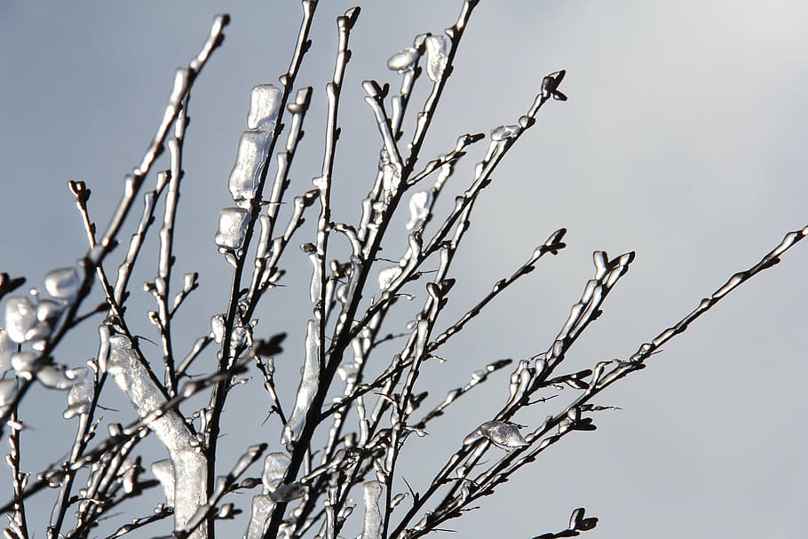 frostbitten tree branches, breathtaking, beautiful, amazing, natural, icy, ice, snow, view, winter