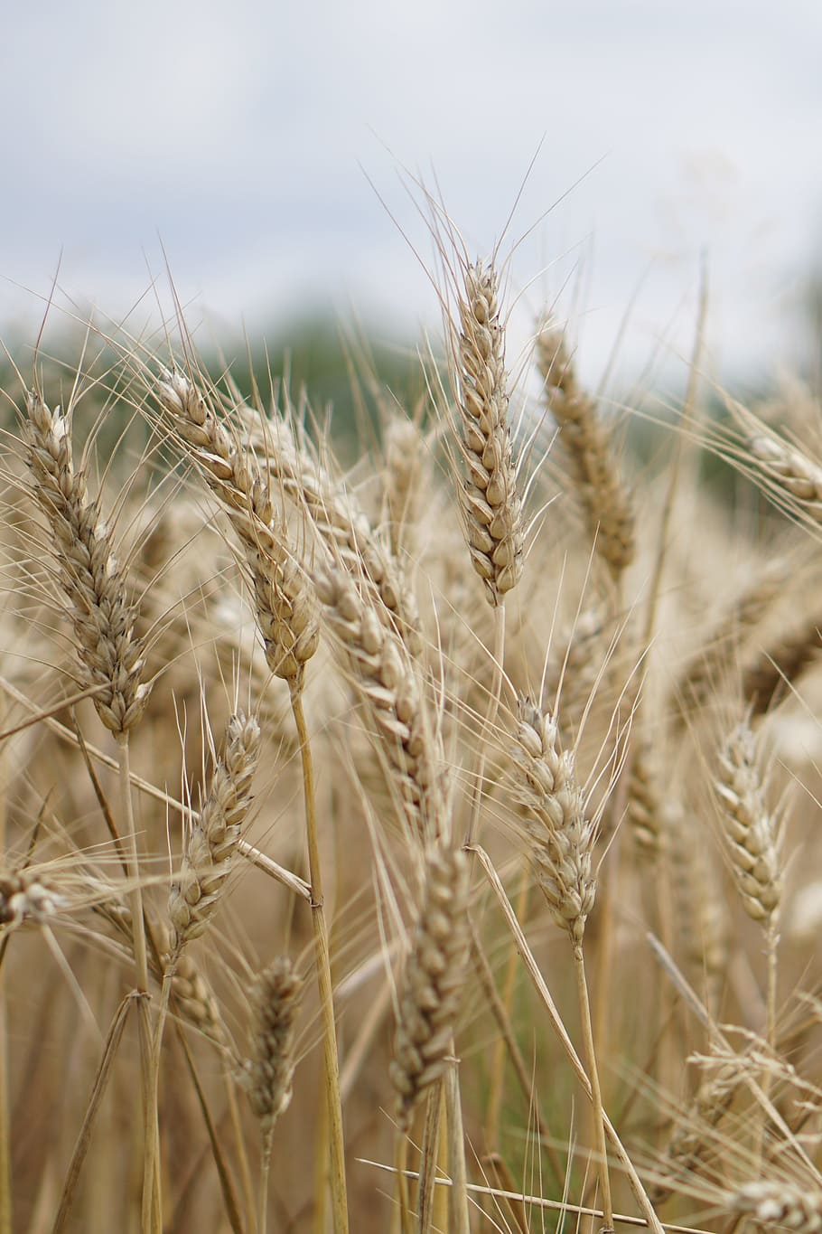 wheat, selective, focus photography, wheat field, wheat cultivation, agriculture, field, fields, arable, bauer