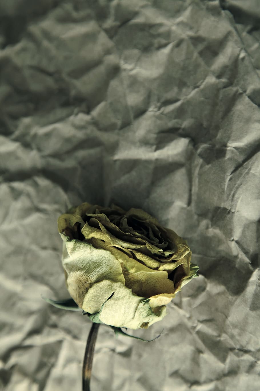 wilted, yellow, faded, wilt, dead, dry, dried, wilting, fading, fade