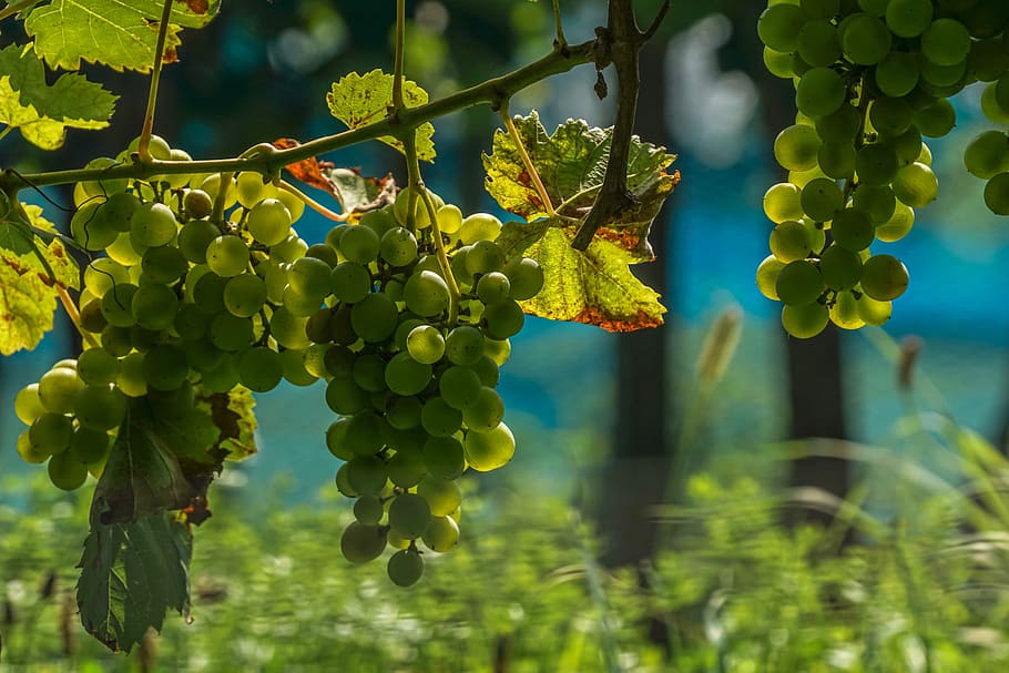 grapes, winegrowing, vine, fruit, grapevine, wine, vines, rebstock, vines stock, vineyard