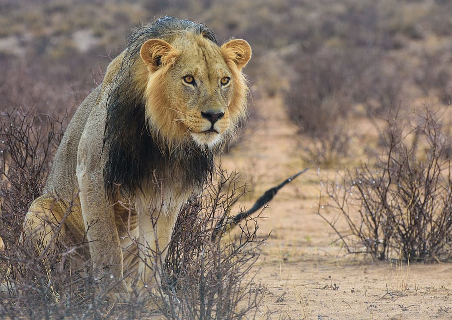 lion, africa, kalahari, safari, predator, namibia, cat, national park, animal wildlife, animal