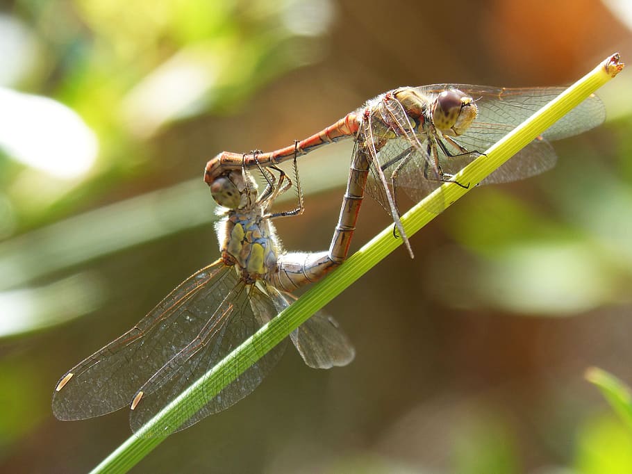 dragonflies, copulation, dragonflies mating, reproduction, mating, insects mating, sympetrum striolatum, invertebrate, insect, animal wildlife