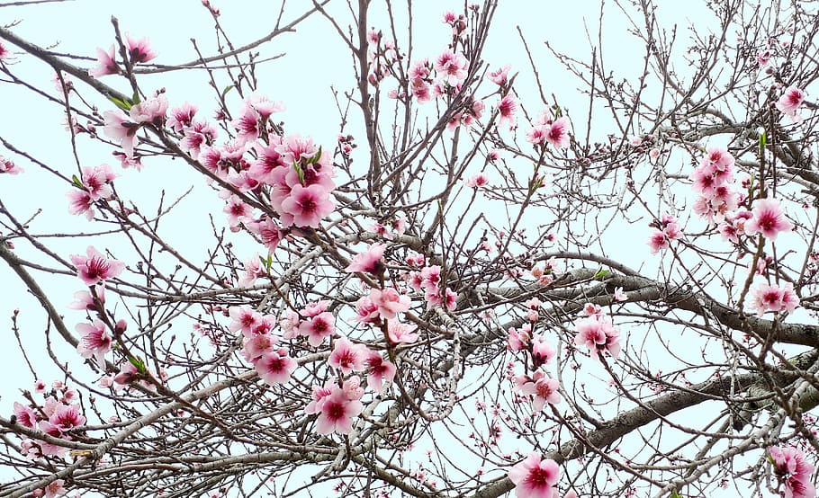 花 春 自然 ピンク 木 枝 季節 咲く 庭 花びら Pxfuel
