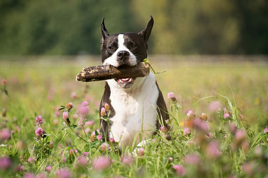 adult, white, brown, american pit bull terrier, running, green, grass field, mammal, grass, dog