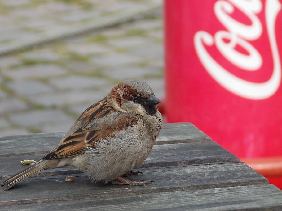 Sperling, Sparrow, House, House Sparrow, Bird, sparrow, close, one animal, animal themes, outdoors, day