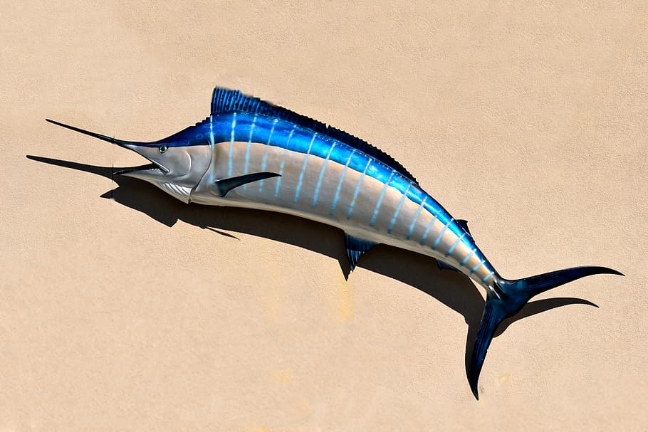 blue marlin, fish, fish mount, taxidermy, salt life, game fish, sport fishing, building exterior, background, backdrop