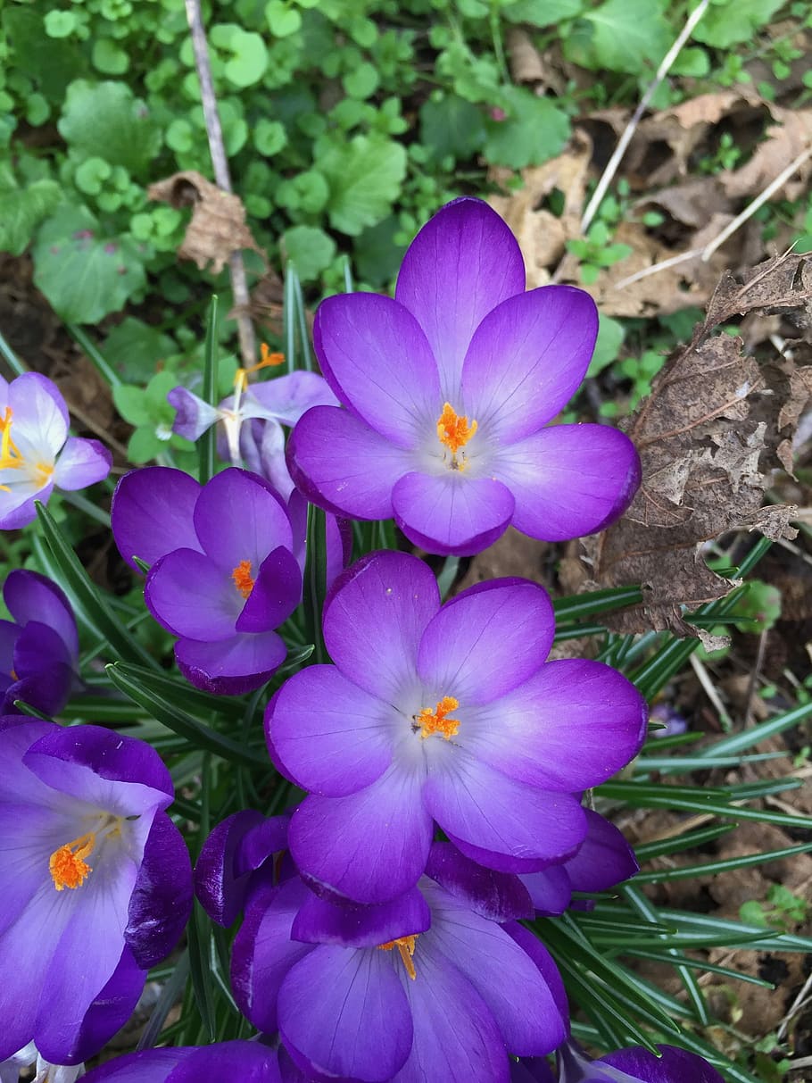クロッカス 花 紫 花粉 自然 春 花びら 開花 庭 季節 Pxfuel