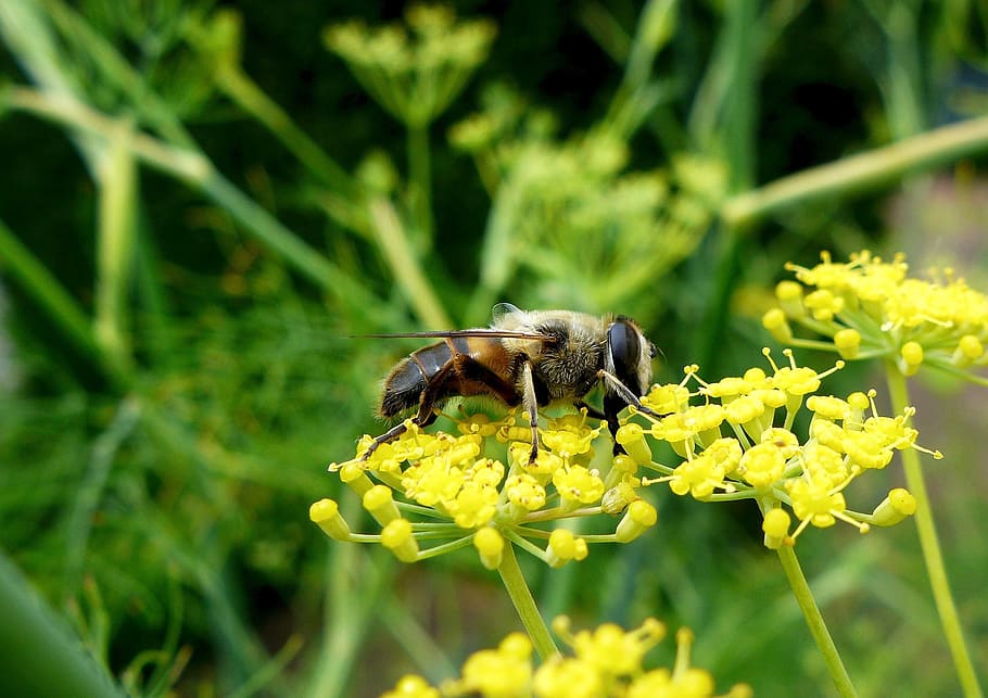nature, insect, close, bee, parsnip, animal themes, flower, flowering plant, animal, animal wildlife