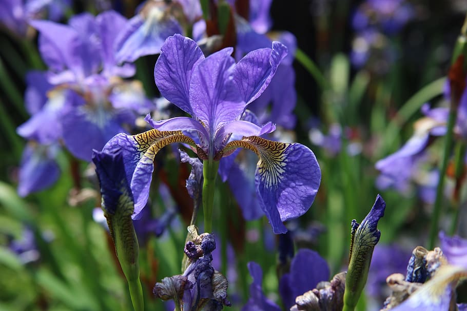 iris, blue, purple, flag, flower, garden, plant, gardening, perennial, english