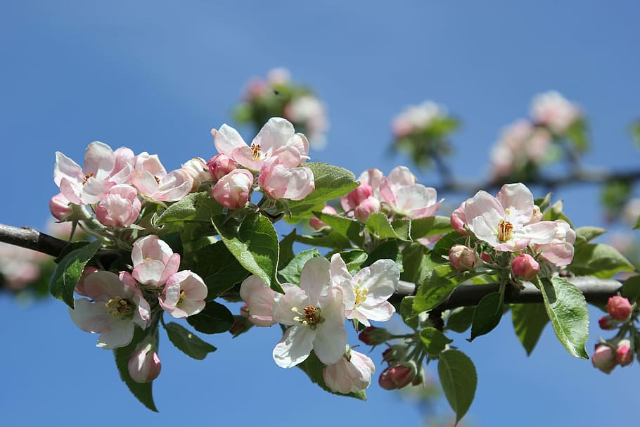 foto, branco, flor de pétalas, flores de maçã, filial, flor, planta, natureza, brilhante, primavera
