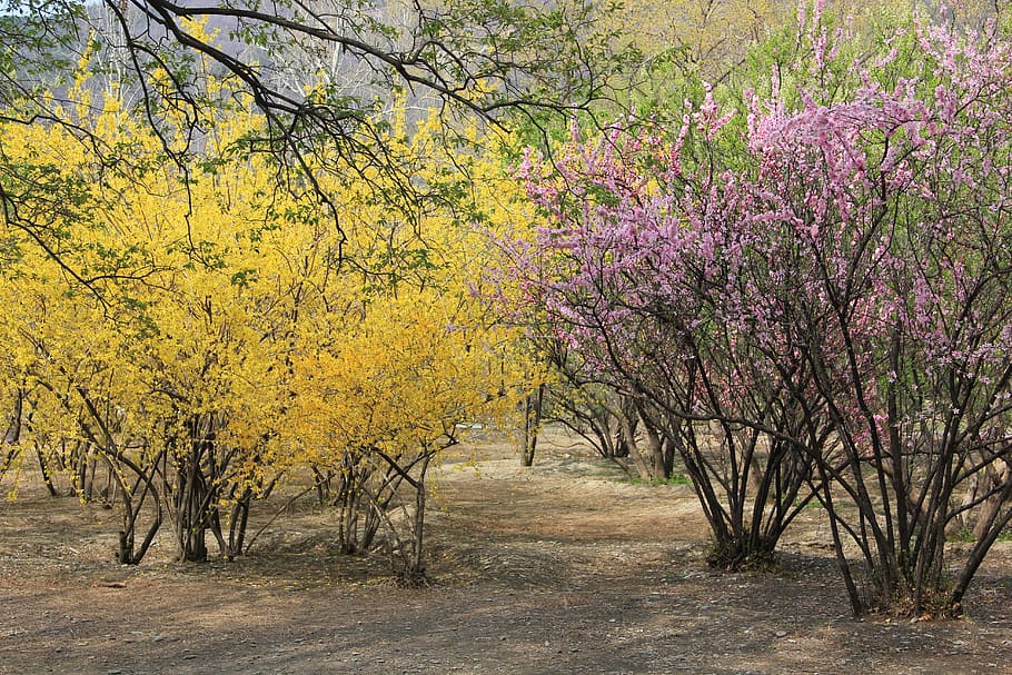 Primavera, Ching Ming, Flor, jazmín de invierno, flor de durazno, flores  amarillas, árbol, paisaje, ninguna gente, naturaleza | Pxfuel