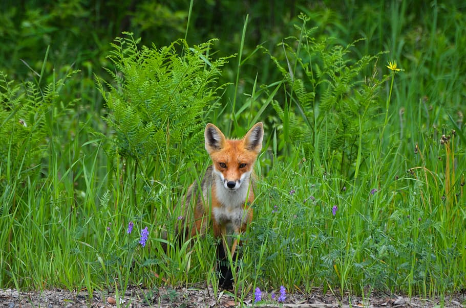 brown fox, fox, wild, nature, animal, wildlife, fur, creature, predator, canada