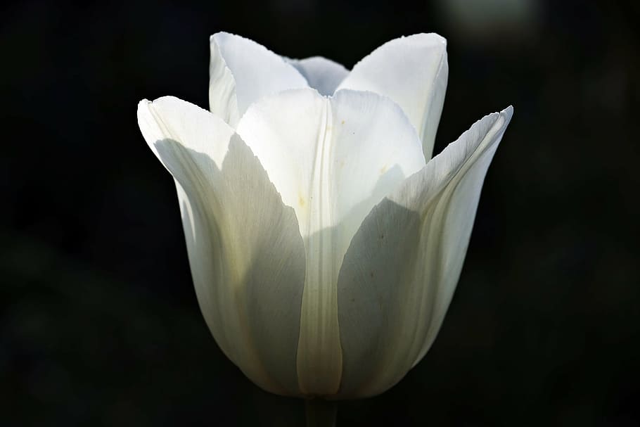 白いバラ, チューリップ, 花, 自然, 日光, 白, 白い腫瘍, 装飾用花, 閉じる, 満開