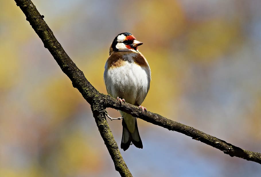 goldfinch, bird, tree, spring, nature, sprig, sunny, wildlife, animal, branch