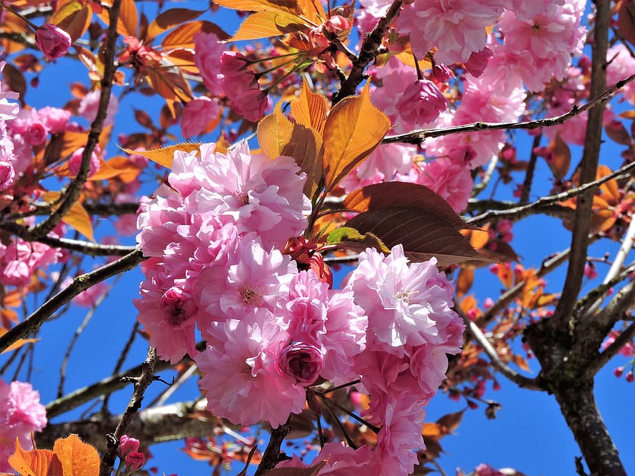 木 咲く ピンク 自然 春 花 空 青い空 植物 開花植物 Pxfuel