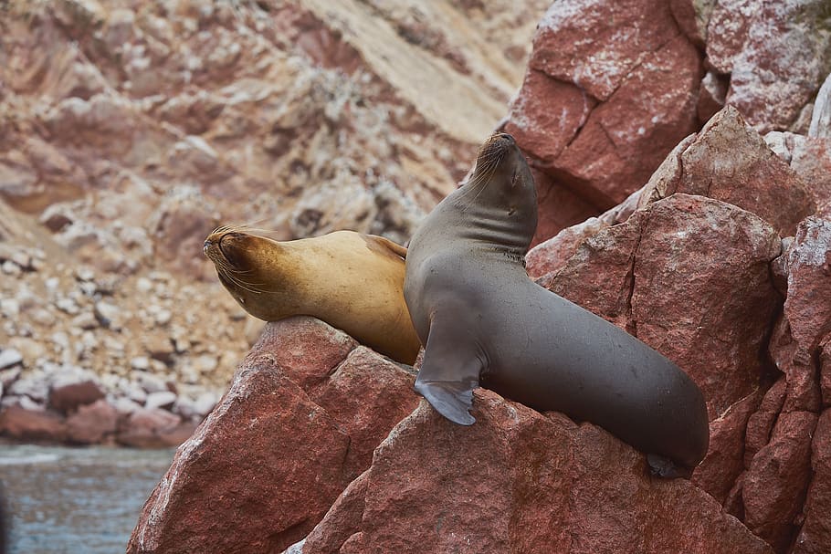 leones marinos, mamíferos, paracas, perú, isla, mar, naturaleza, pisco,  Temas de animales, sólido | Pxfuel