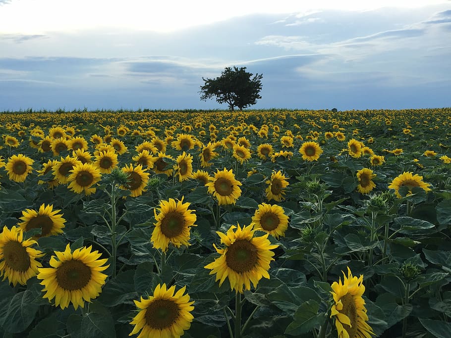 sunflower field, sunflower, summer, yellow, sunset, sunflowers in the sunset, nature, agriculture, flower, field