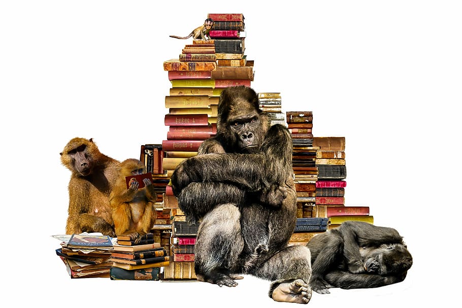 banyak buku aneka warna, sekolah, belajar, buku, tumpukan buku, hewan, kera, gorila, babon, pelatihan