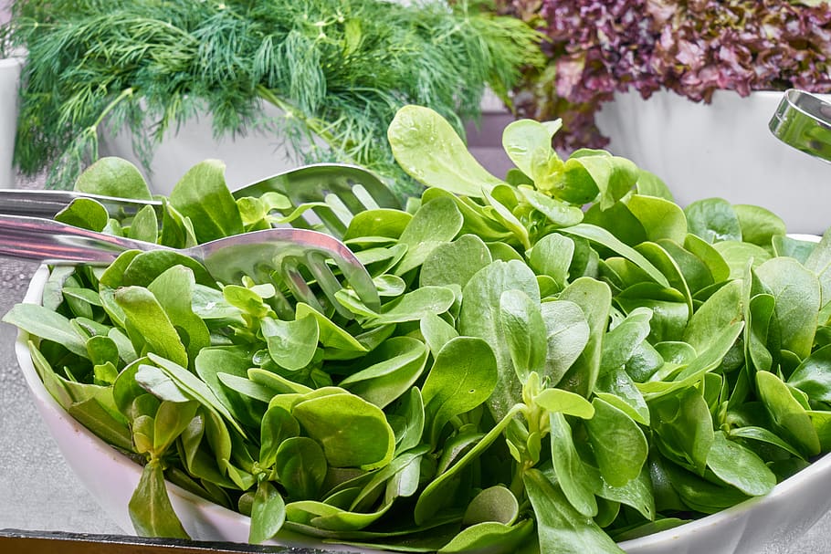 spinach, green, vegetable, daniel, vitamins, leaves, fruit, food, diet, vegan