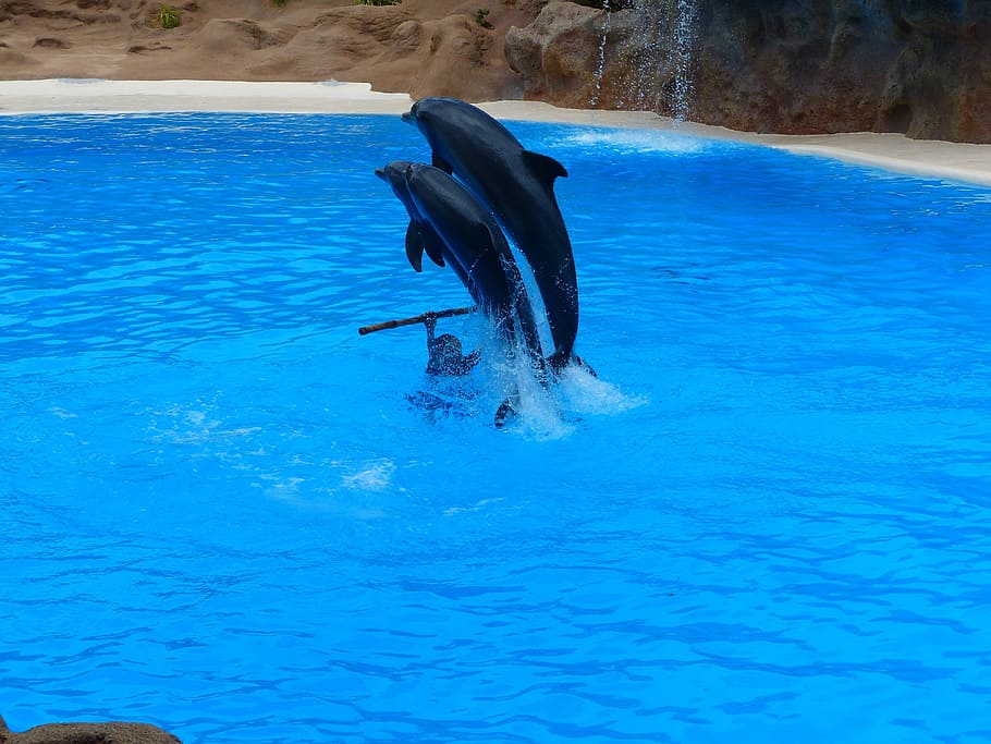 Salto, arte, delfines, espectáculo de delfines, demostración, atracción, espectáculo de animales, espectáculo, agua, animales