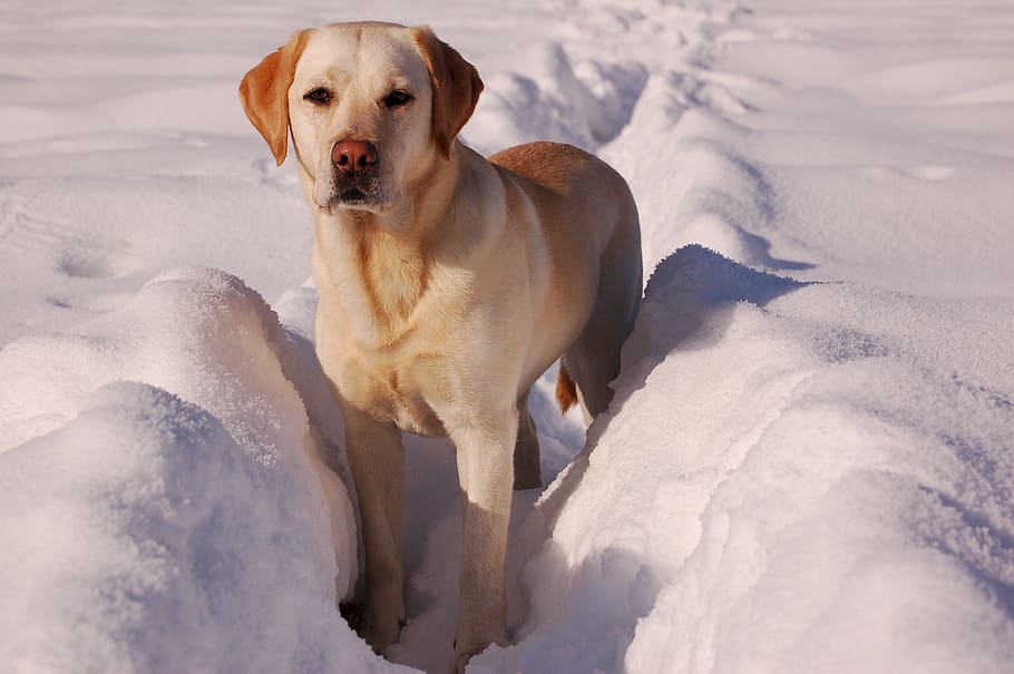 dewasa, kuning, labrador retriever, labrador retriever kuning, emas, salju, hewan peliharaan, domestik, anjing, musim dingin