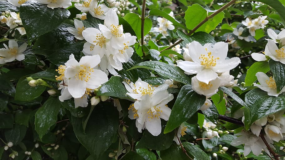 Jasmine, Bush, After The Rain, flower, white color, fragility, petal, day, leaf, flowering plant