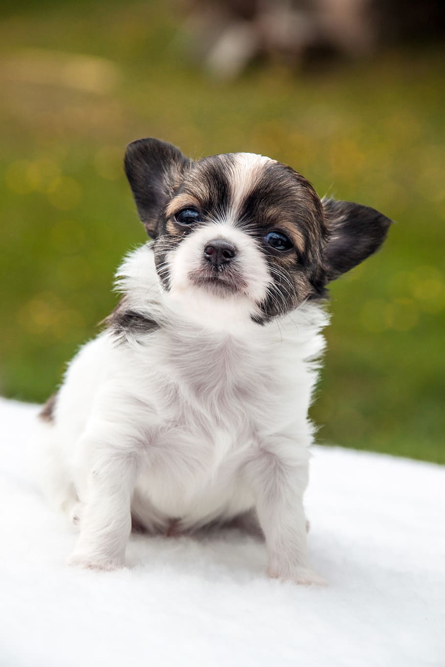 chihuahua, puppy, animals, dogs, pet, cute, one animal, domestic, pets, canine