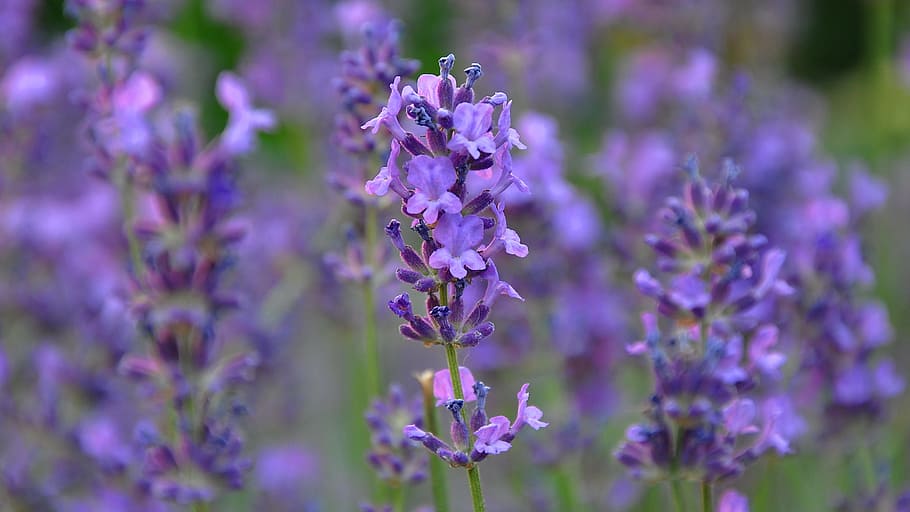 ungu, luas, bunga petaled, lavender, biru, musim panas, bung, kepala bunga, berkebun, musim semi