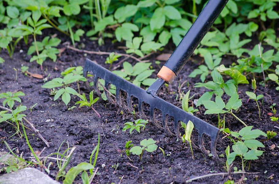 black, metal, framed, rake, grass, daytime, gardening, garden, tool, equipment